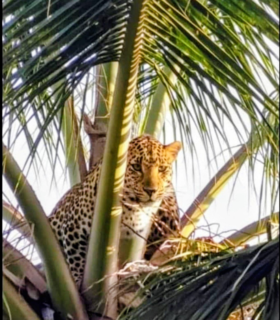 ಗುಬ್ಬಿ: ತೆಂಗಿನ ಮರ ಏರಿದ ಚಿರತೆ