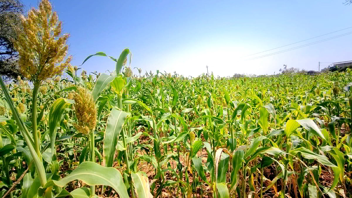 ಉತ್ತರ ಕರ್ನಾಟಕ ಭಾಗದ ಜನರ ಗಟ್ಟಿ ಆಹಾರ ಬಿಳಿಜೋಳ ಬಿತ್ತನೆ ಪ್ರದೇಶ ಕುಂಠಿತ 