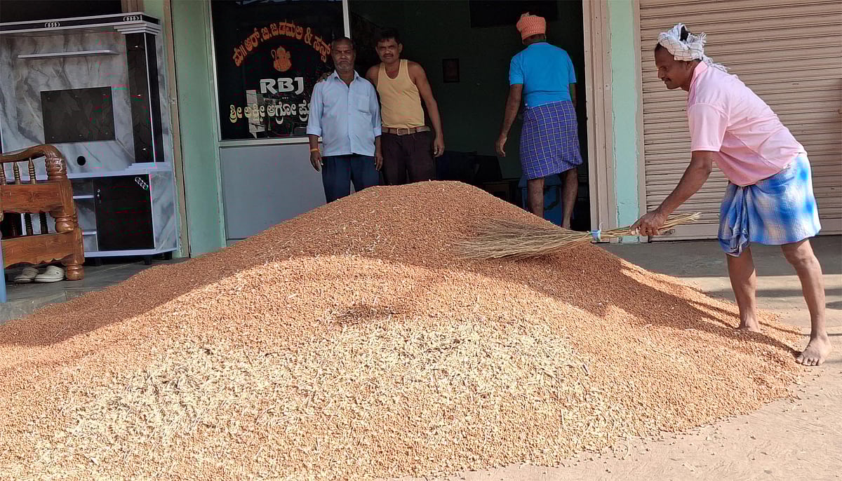 ಹಾವೇರಿ: ಹಿಂಗಾರಿಗೆ 3,500 ಹೆಕ್ಟೇರ್‌ನಲ್ಲಿ ಬಿತ್ತನೆ; 4,000 ಚೀಲ ಕಡಲೆಕಾಳು ಆವಕ