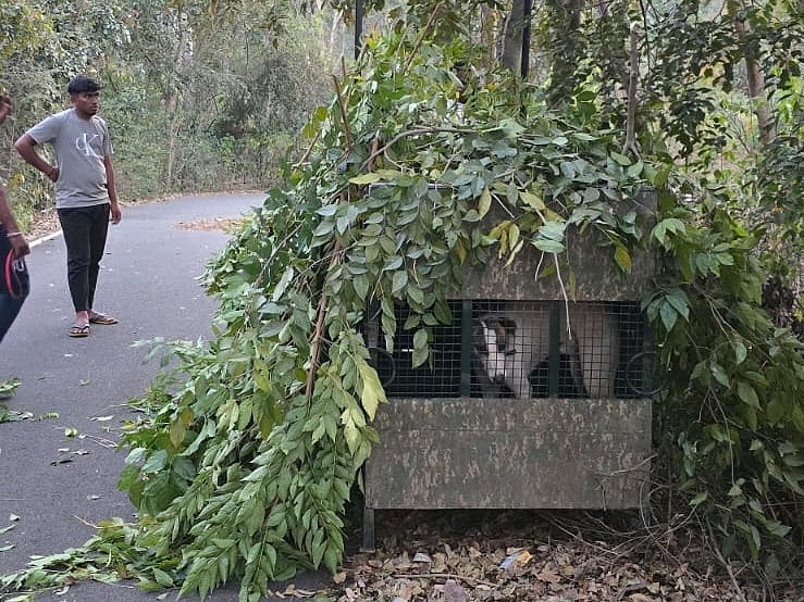 ಬೆಂಗಳೂರು: ಬನಶಂಕರಿಯಲ್ಲಿ ಕಾಣಿಸಿಕೊಂಡ ಚಿರತೆ ಸೆರೆಗೆ ಬೋನು