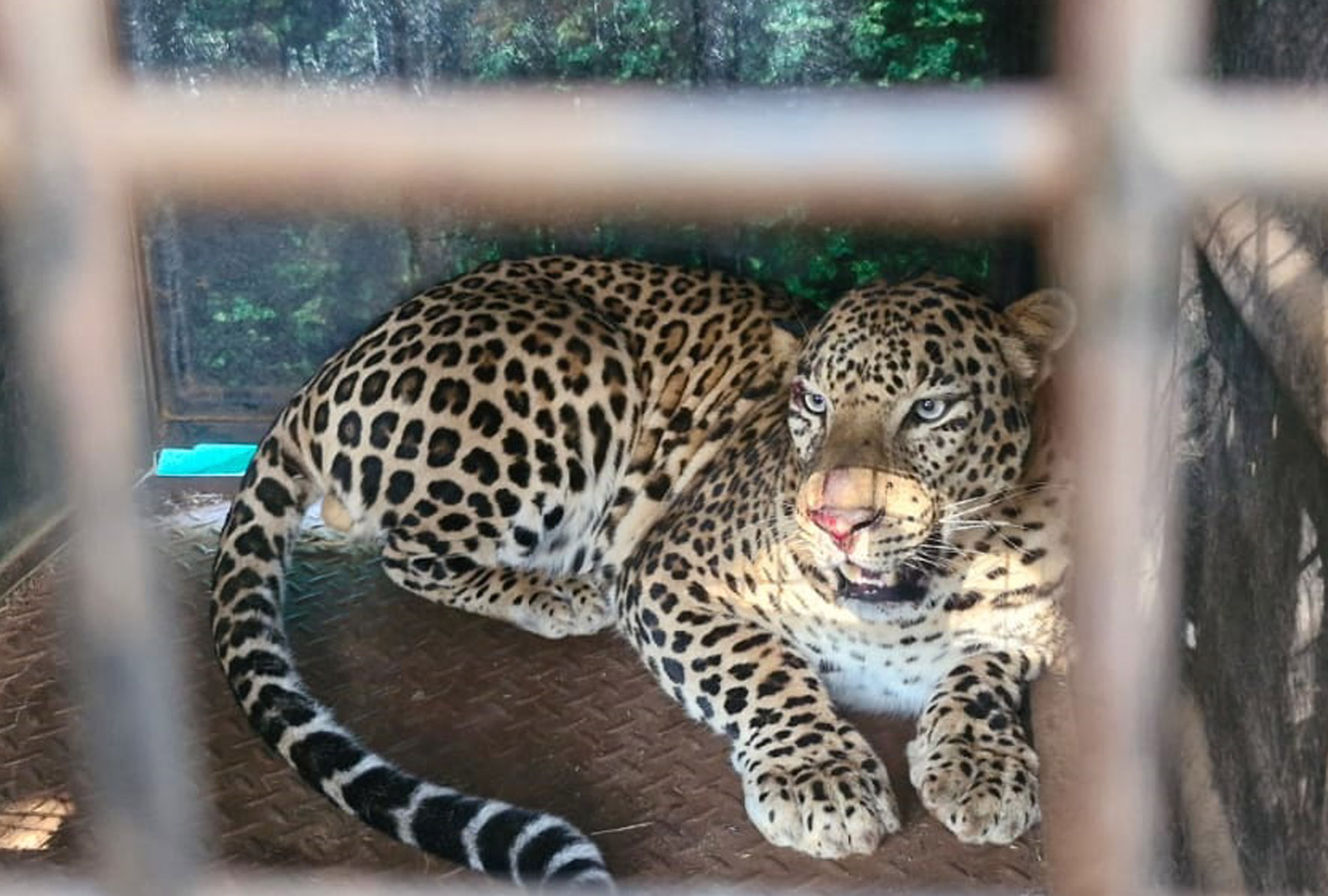 ಕಿಕ್ಕೇರಿ ಸಮೀಪದ ಹಿರಿಕಳಲೆಯ ತೋಟದಲ್ಲಿ ಅರಣ್ಯ ಇಲಾಖೆ ಇರಿಸಿದ್ದ ಬೋನಿಗೆ ಬಿದ್ದಿರುವ ಚಿರತೆ 