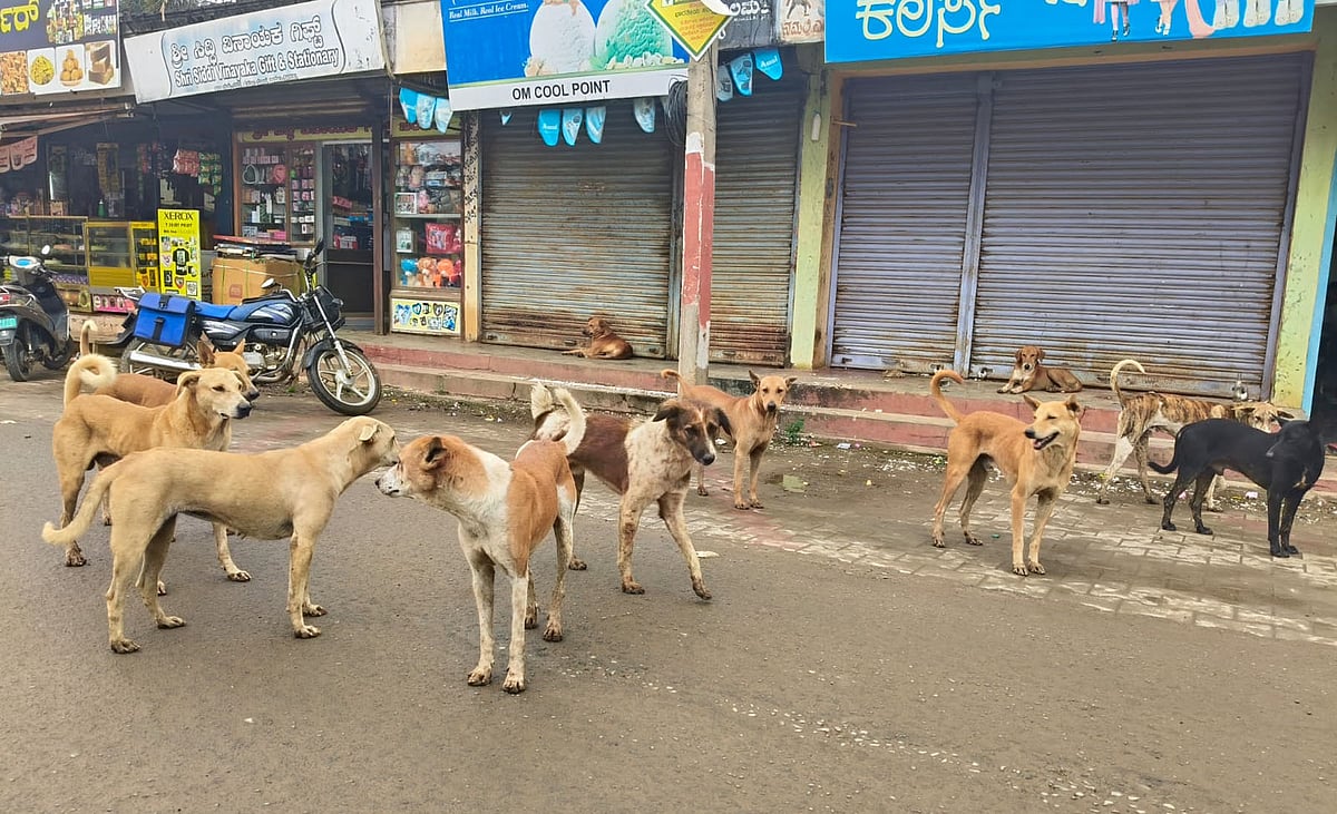 ರಾಣೆಬೆನ್ನೂರು | ಹುಚ್ಚು ನಾಯಿ ಹಾವಳಿ: ಬೆಚ್ಚಿಬಿದ್ದ ಜನ