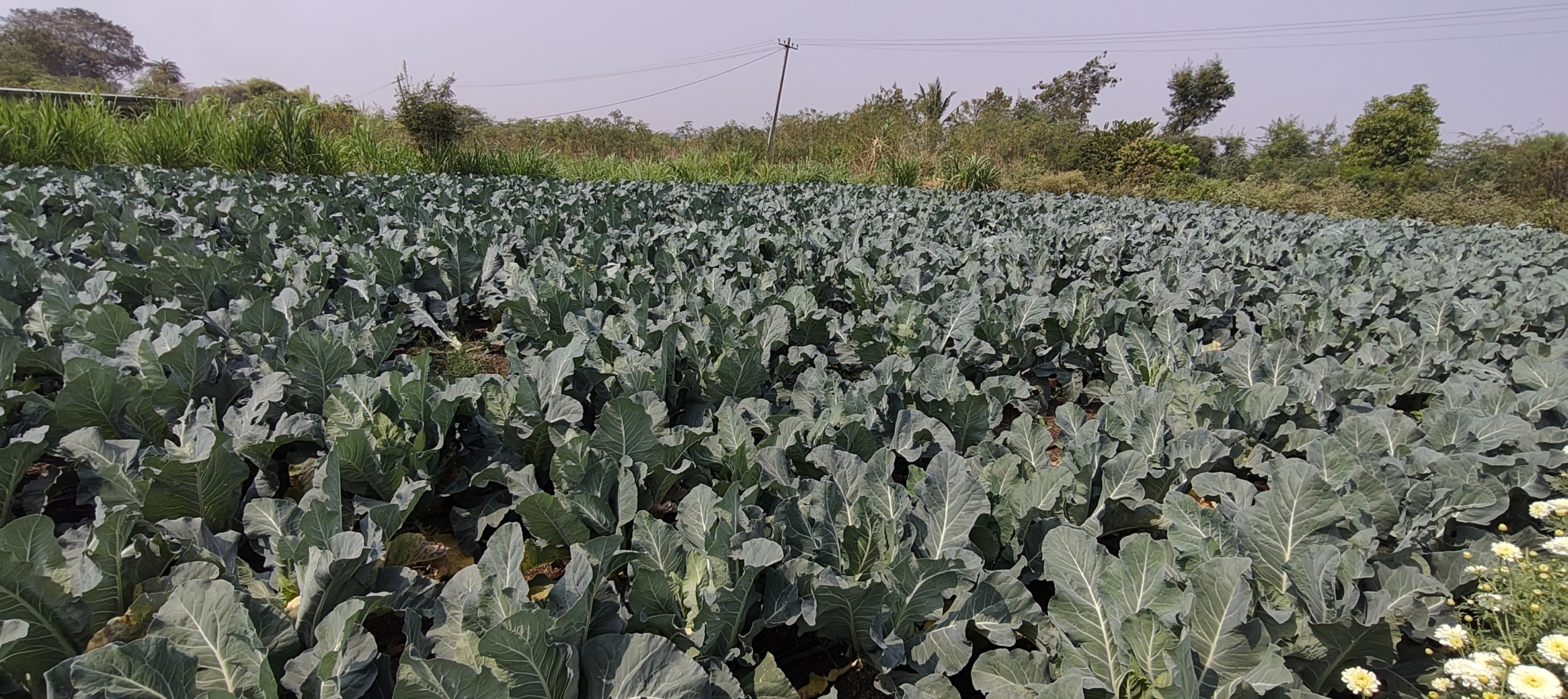 ವಿಠ್ಠಲ ದಂಗಾಪುರ ಅವರ ತೋಟದಲ್ಲಿ ಕಟಾವಿಗೆ ಬಂದಿರುವ ಗೋಬಿ 