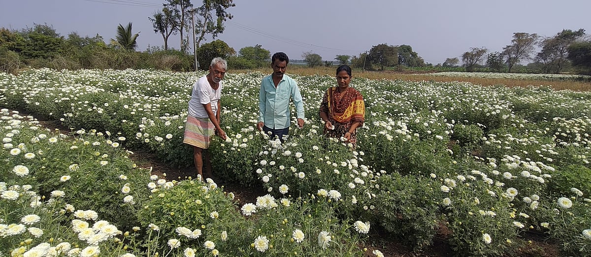 ಕಲಬುರಗಿ | ಸೇವಂತಿಗೆ, ಗೋಬಿ ಬೆಳೆದು ಕೈತುಂಬ ಆದಾಯ
