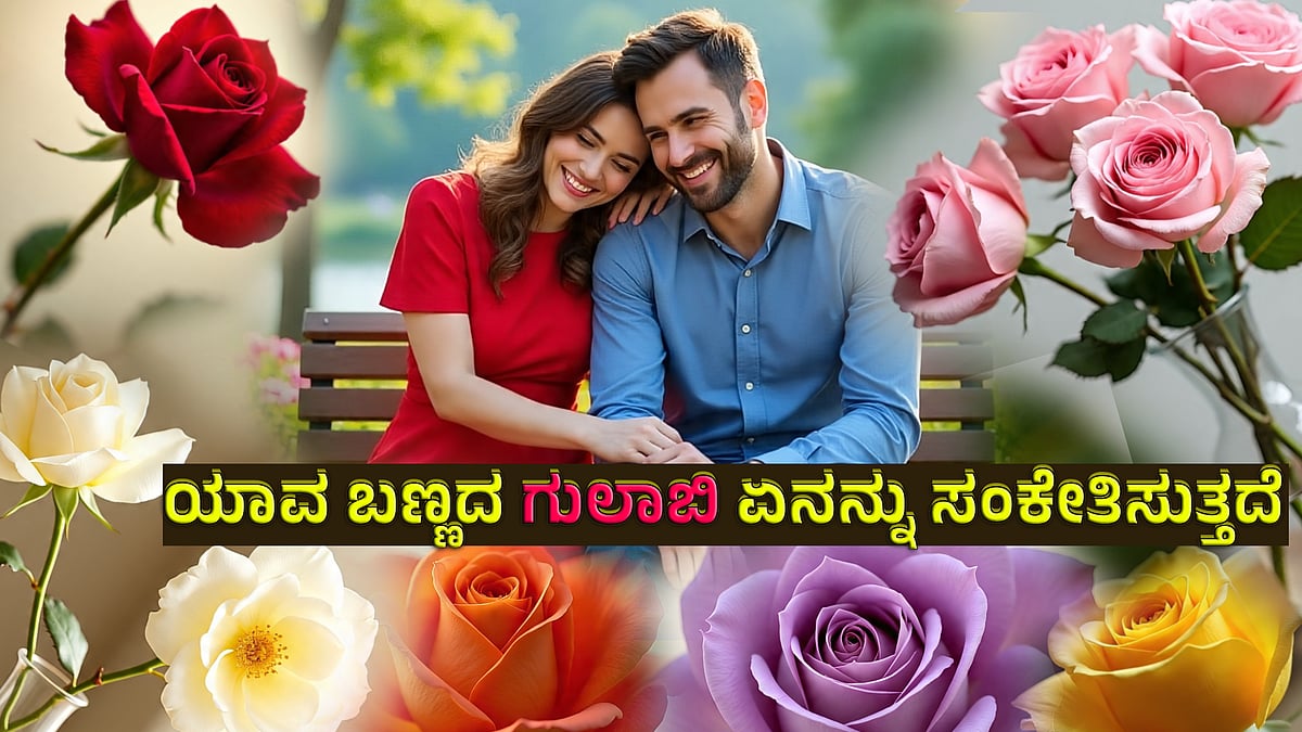 Valentine's Day : ಯಾವ ಬಣ್ಣದ ಗುಲಾಬಿ ಏನನ್ನು ಸಂಕೇತಿಸುತ್ತದೆ?ಇಲ್ಲಿದೆ ಮಾಹಿತಿ