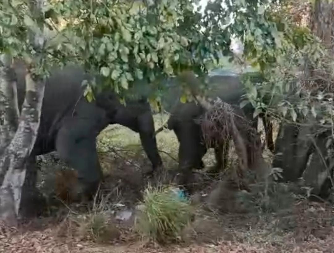 ಮರಗಳ ಹಿಂದೆ ಸಾಗುತ್ತಿರುವ ಕಾಡಾನೆಗಳ ಹಿಂಡು