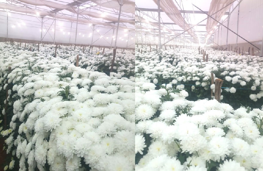 ರಾಷ್ಟ್ರೀಯ ತೋಟಗಾರಿಕಾ ಮಿಷನ್ ಯೋಜನೆಯಡಿ ನಿರ್ಮಿಸಿರುವ ಪಾಲಿಹೌಸ್‌ನಲ್ಲಿ ಬೆಳೆದಿರುವ ಹೂವುಗಳು