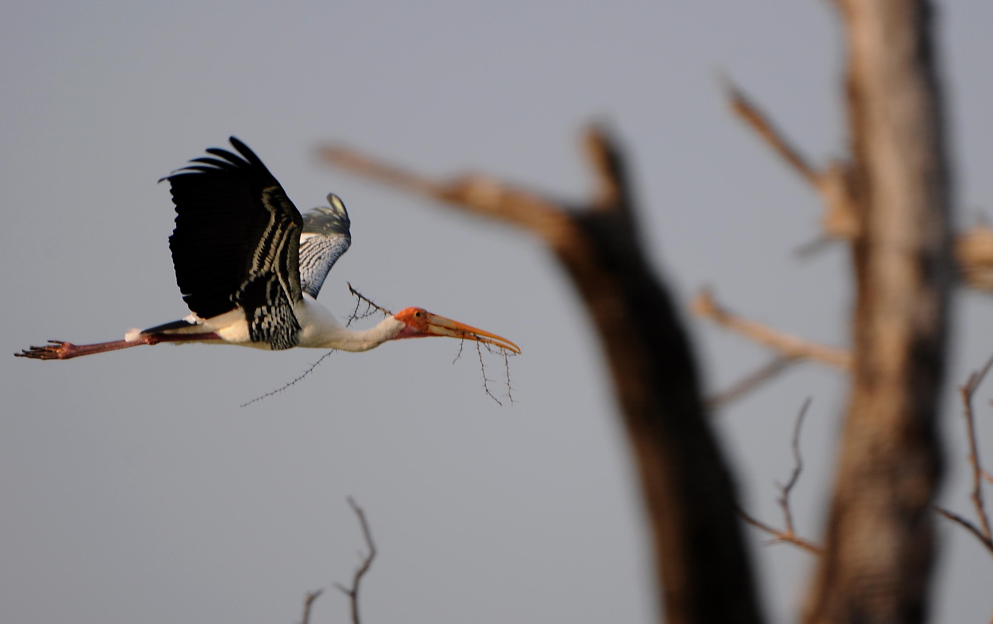 ಗೂಡು ನಿರ್ಮಿಸಲು ಕಟ್ಟಿಗೆಯನ್ನು ತರುತ್ತಿರುವ ಬಣ್ಣದ ಕೊಕ್ಕರೆ