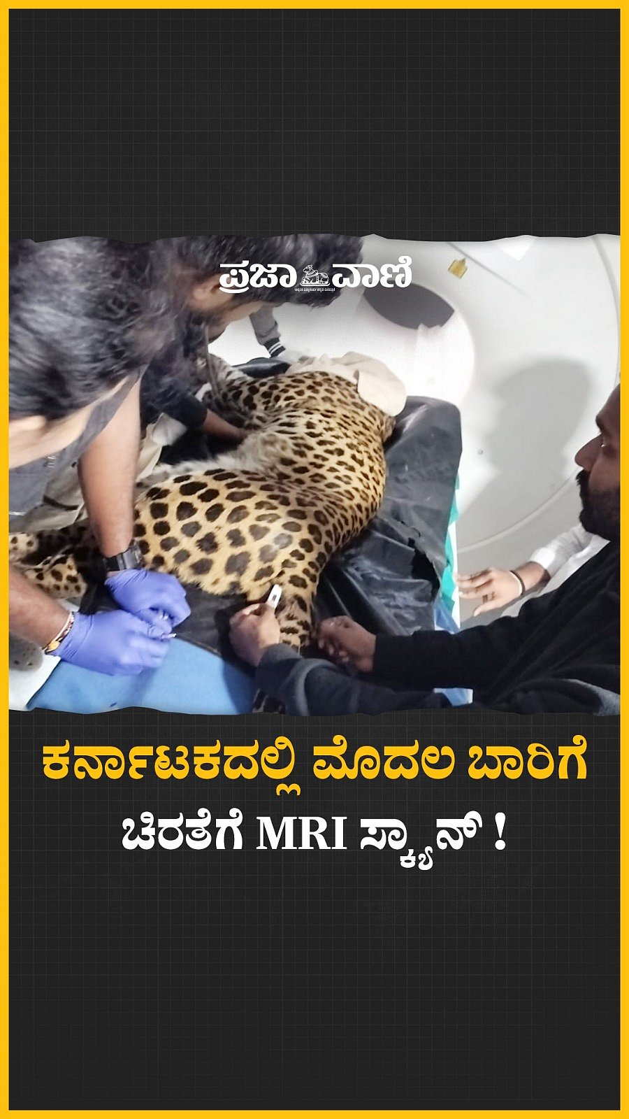 Video | ಕರ್ನಾಟಕದಲ್ಲಿ ಮೊದಲ ಬಾರಿಗೆ ಚಿರತೆಗೆ ಎಂಆರ್‌ಐ ಸ್ಕ್ಯಾನ್‌!