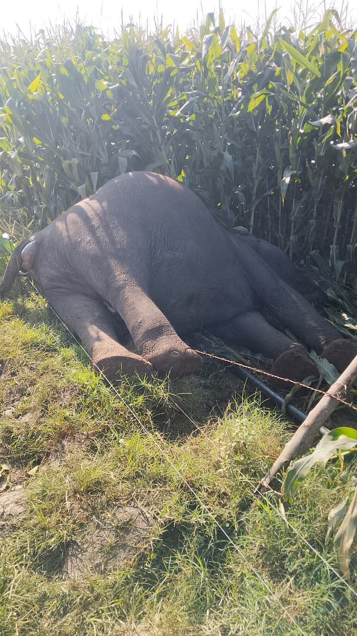 ಆಹಾರ ಅರಸಿ ಬಂದಿದ್ದ ಹೆಣ್ಣಾನೆ ವಿದ್ಯುತ್ ತಂತಿ ಸ್ಪರ್ಶಿಸಿ ಸಾವು