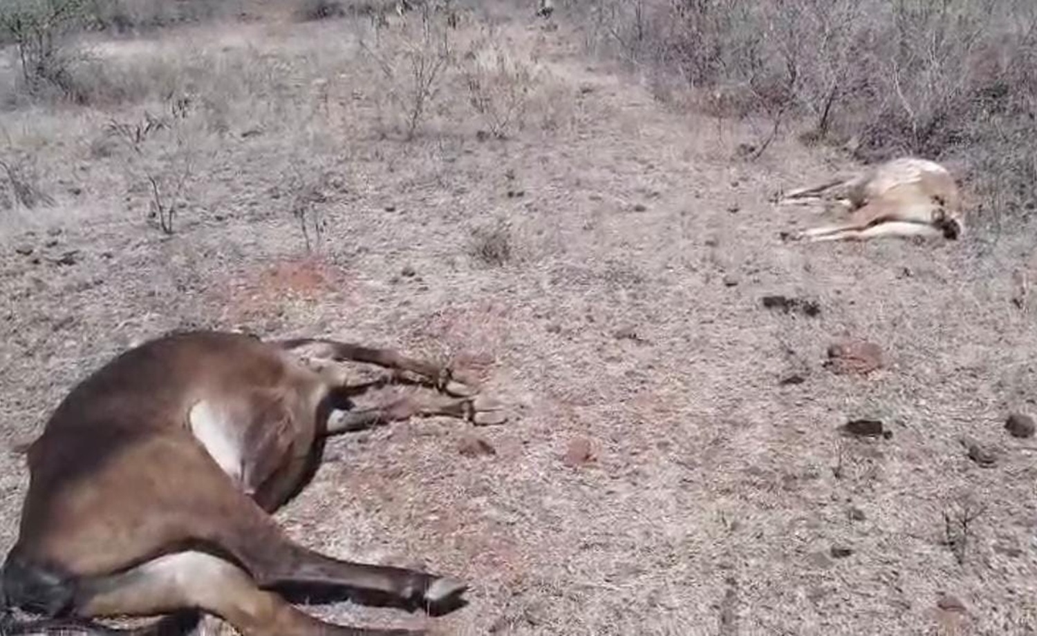 ಹನೂರು ತಾಲೂಕಿನ ರಾಮಪುರ ಗ್ರಾಮ ಪಂಚಾಯಿತಿ ವ್ಯಾಪ್ತಿಯಲ್ಲಿ ಈಚೆಗೆ ಮೃತಪಟ್ಟಿದ್ದ ಜಾನುವಾರುಗಳು