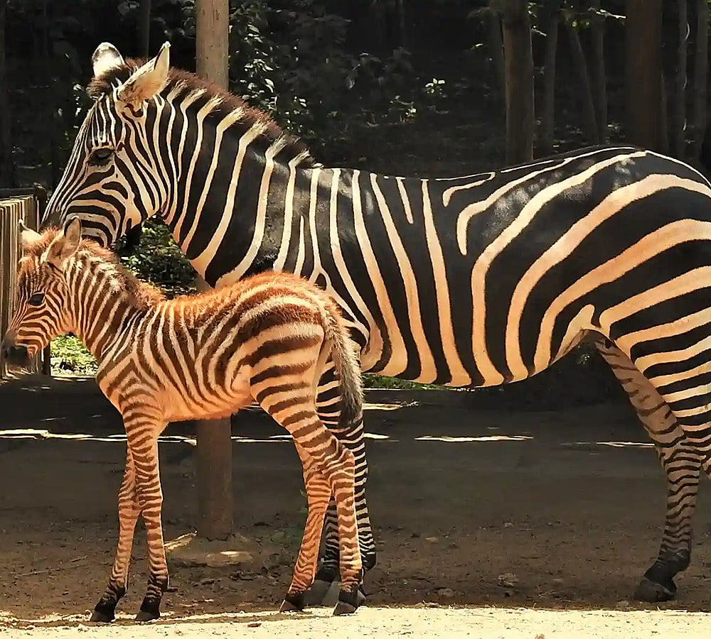 ಮೈಸೂರು ಮೃಗಾಲಯದ ಜೀಬ್ರಾ ಪ್ರಾಚಿ ಇನ್ನಿಲ್ಲ