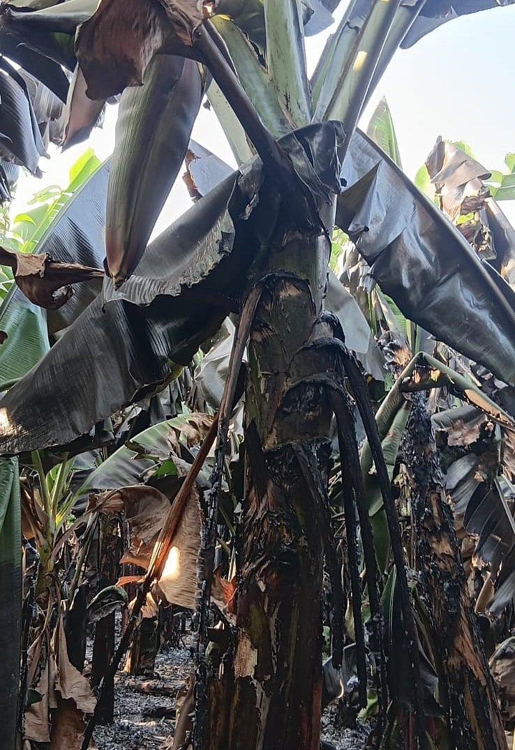 ಅಳವಂಡಿ | ಬಾಳೆ ತೋಟಕ್ಕೆ ಬೆಂಕಿ: ಅಪಾರ ಹಾನಿ