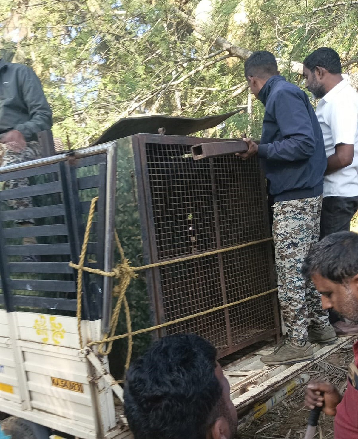 ಹಿರಿಕಳಲೆಯಲ್ಲಿ ಬೋಗಿಗೆ ಬಿದ್ದ ಚಿರತೆ