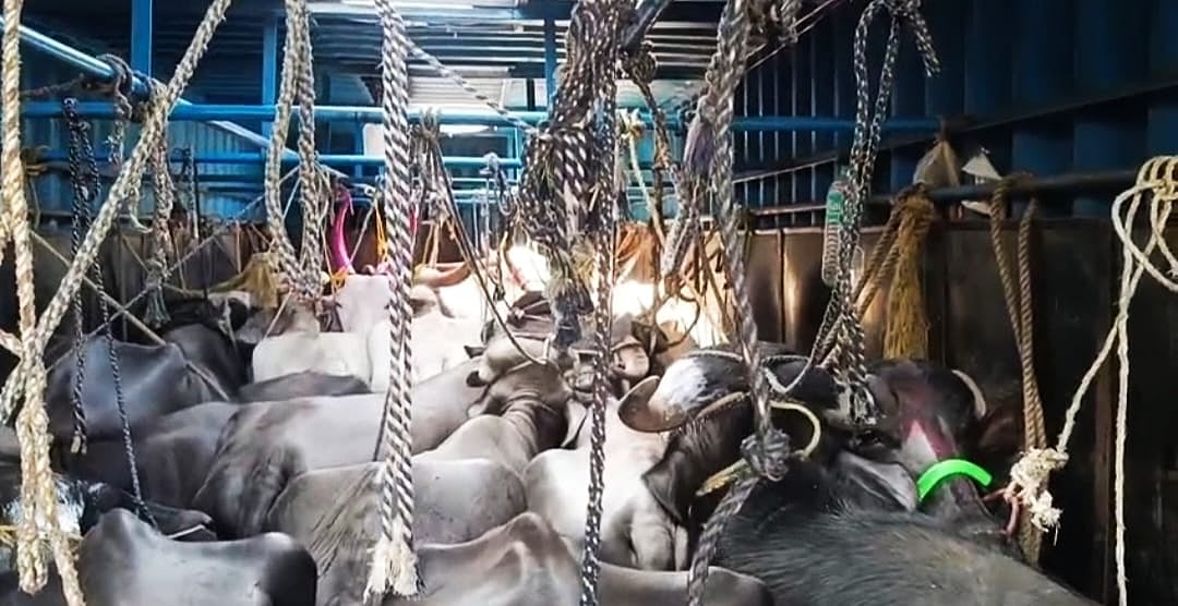 ಮಧುಗಿರಿ: ಅಕ್ರಮವಾಗಿ ಜಾನುವಾರು ಸಾಗಾಟ