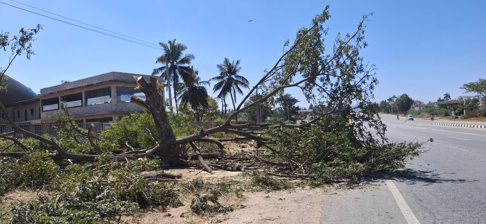 ಎತ್ತರದ ಮರವನ್ನು ಕಟಾವು ಮಾಡಿರುವುದು 