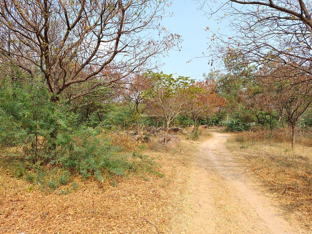 ಬೂದಿ ದಿನ್ನೆ ಸಂರಕ್ಷಣೆ ಮಾಡಲು ಒತ್ತಾಯ