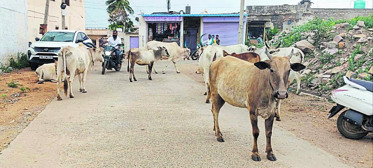 ಕೆಂಭಾವಿ | ವಾಹನ ಸವಾರರಿಗೆ ಬೀಡಾಡಿ ದನಗಳ ಕಾಟ
