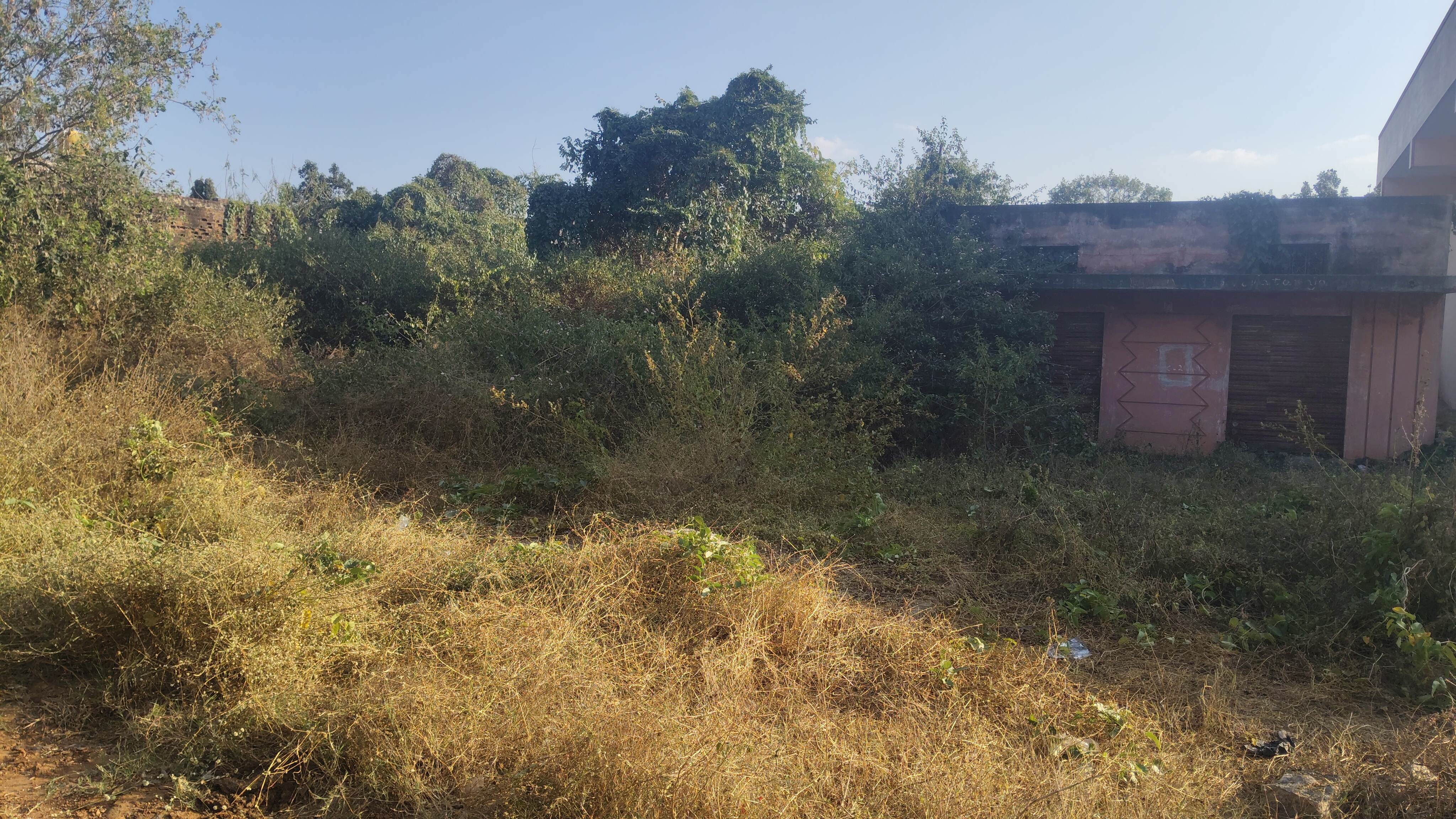 ಗಿಡಗಂಟಿಗಳು ಬೆಳೆದಿರುವುದು