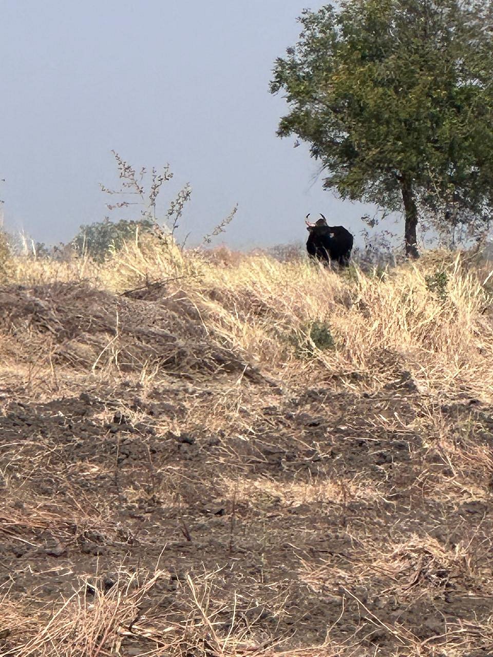 ಇಳಕಲ್: ಕಾಡುಕೋಣ ಓಡಾಟ; ಆತಂಕ