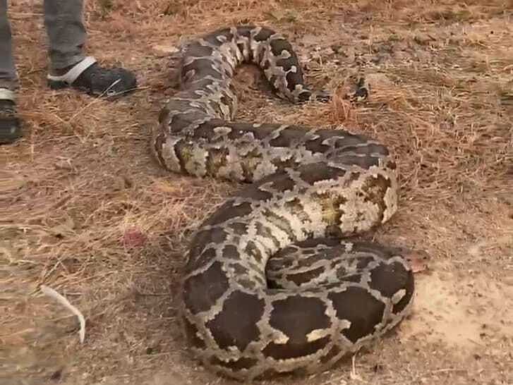 ರಾಯಚೂರು: ಬೃಹತ್‌ ಗಾತ್ರದ ಹೆಬ್ಬಾವು ರಕ್ಷಣೆ