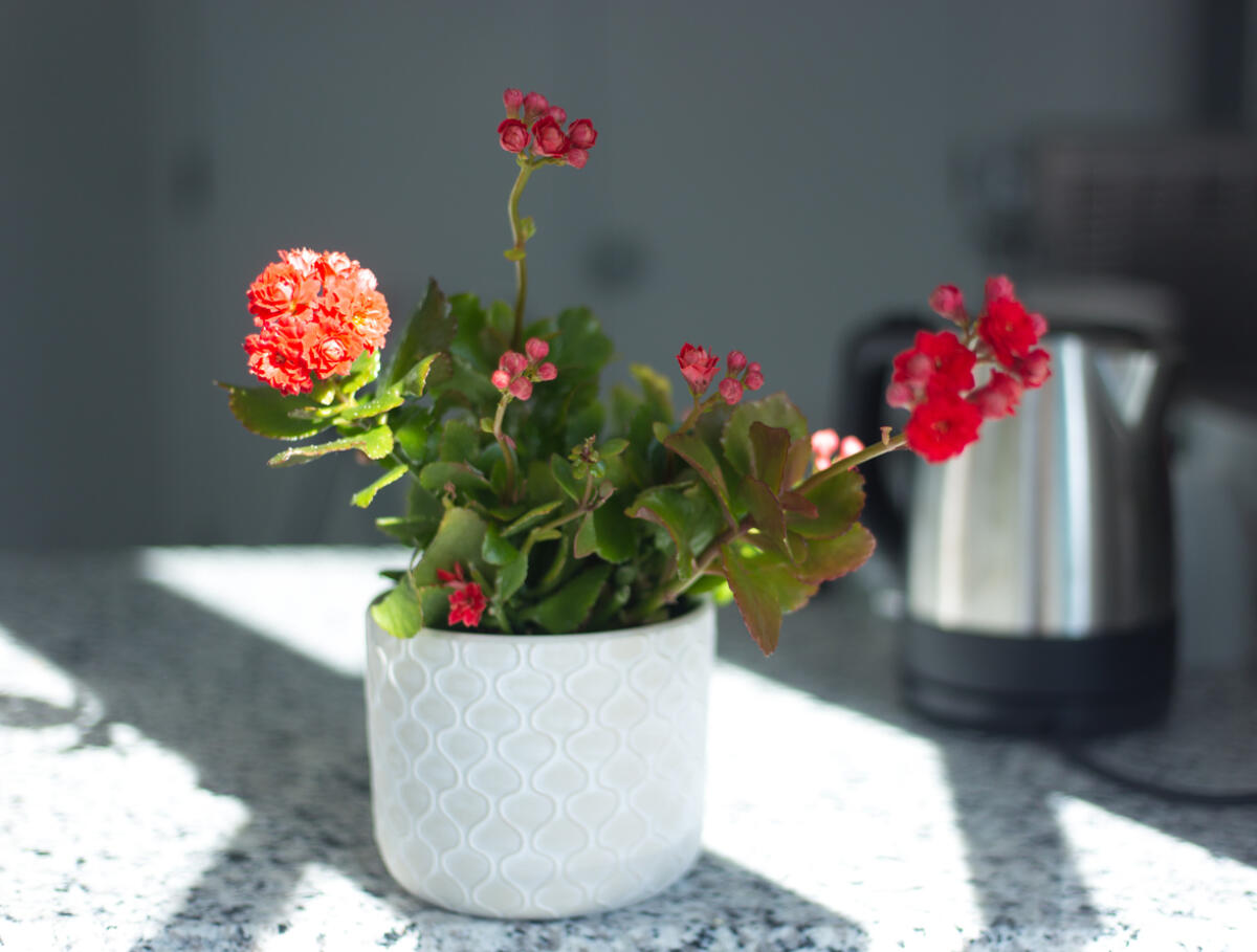 <div class="paragraphs"><p>ಗೆಟ್ಟಿ ಚಿತ್ರ</p></div>