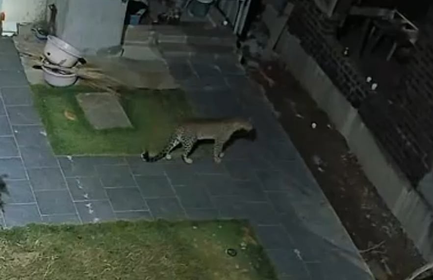 ಕನಕಪುರ: ನಿರ್ಮಾಣ ಹಂತದ ಮನೆಯೊಳಗೆ ನುಗ್ಗಿದ ಚಿರತೆ