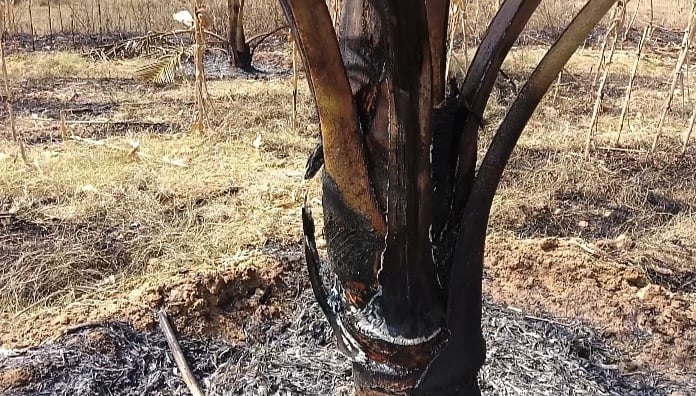 ಹಾಸನ: 50ಕ್ಕೂ ಹೆಚ್ಚು ತೆಂಗಿನ ಮರಗಳಿಗೆ ಕಿಡಿಗೇಡಿಗಳಿಂದ ಬೆಂಕಿ