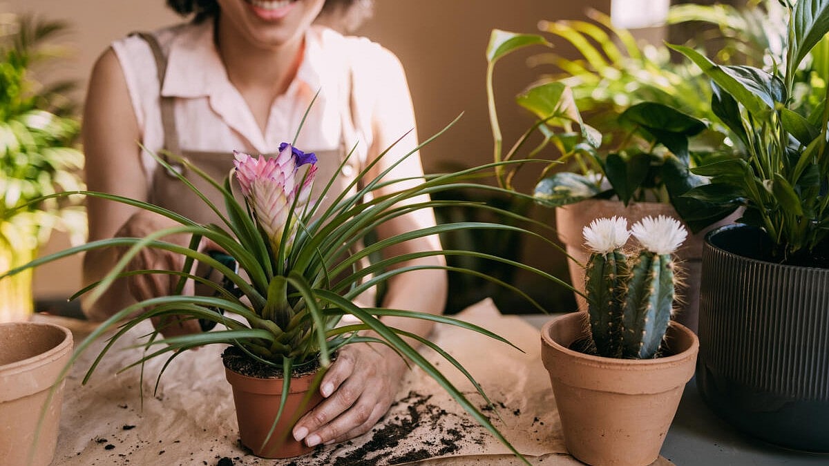 ಮನೆಯ ಒಳಾಂಗಣದ ಅಂದ ಹೆಚ್ಚಿಸುವ ಗಿಡಗಳ ಆರೈಕೆ ಹೀಗಿರಲಿ...