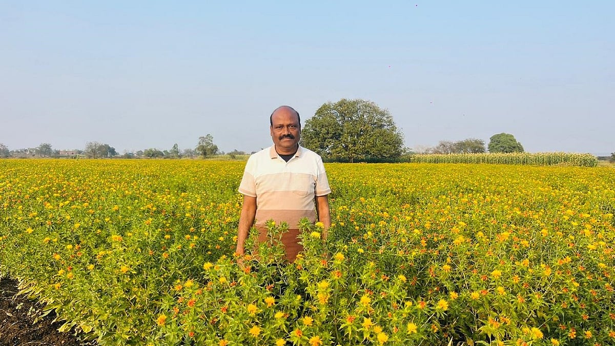 ಕುಸುಬೆ ಬೇಸಾಯ: ಚಿಂಚೋಳಿ ಪ್ರಾಂಶುಪಾಲರ ಕೃಷಿ ಪ್ರೇಮ