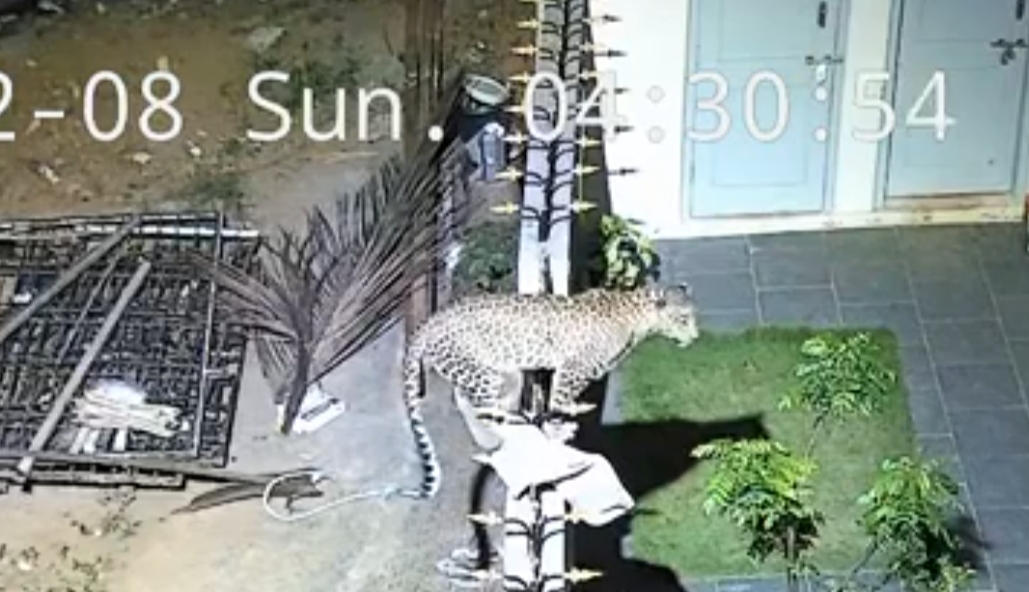 ಕನಕಪುರ ಗೆಂಡೆಕೆರೆ ಗ್ರಾಮದಲ್ಲಿ ನಿರ್ಮಾಣ ಹಂತದ ಮನೆಯ ಒಳಗಡೆ ಹೋಗಲು ಚಿರತೆಯು ಕಾಂಪೌಂಡ ಹತ್ತಿ ನಿಂತಿರುವುದು