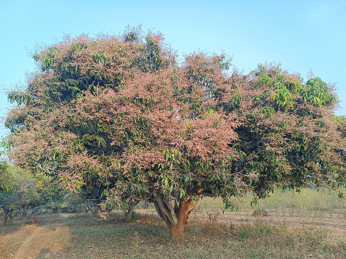 ಭರ್ಜರಿ ಹೂವು: ರೈತರ ಕೈ ಹಿಡಿಯುತ್ತ ಮಾವು?