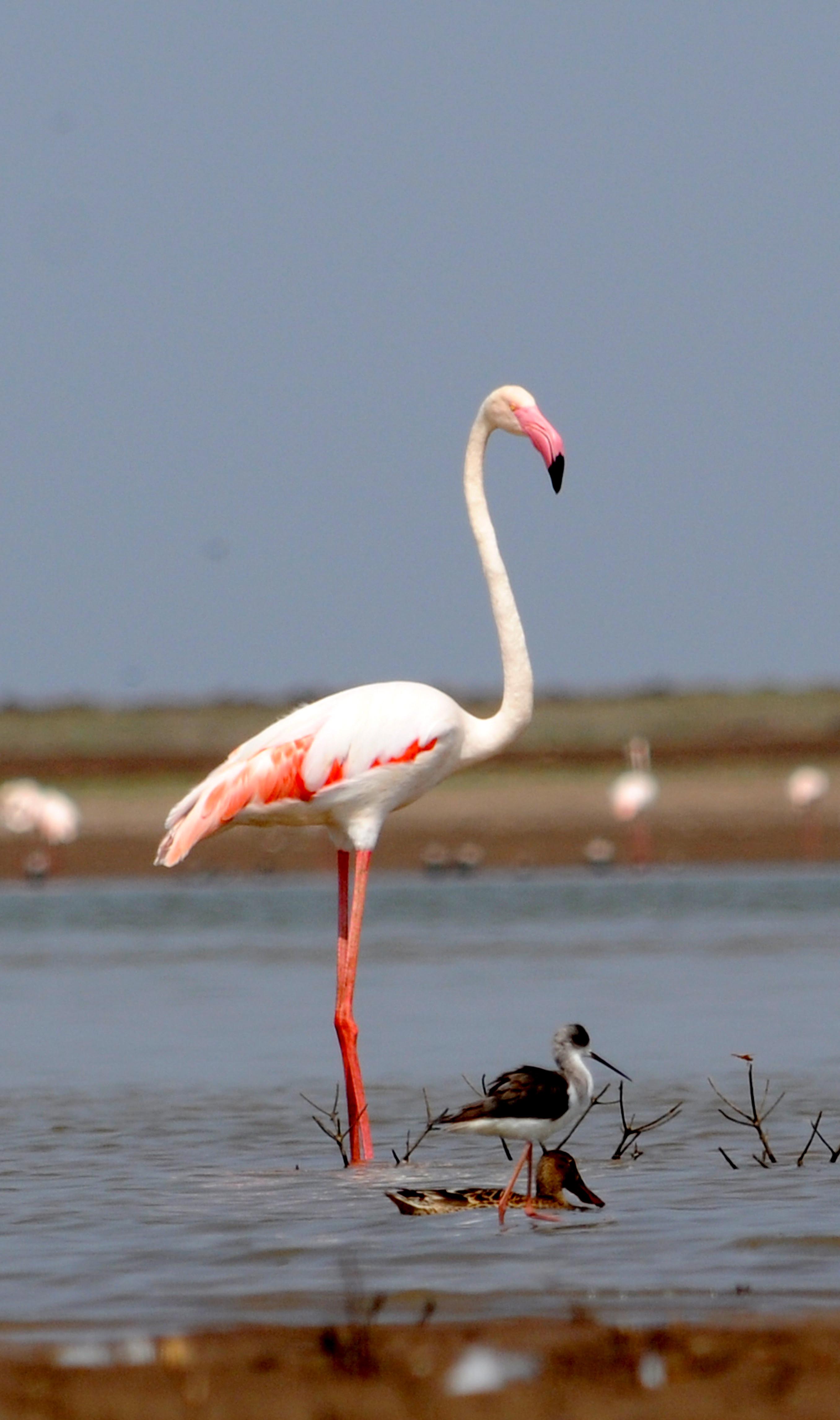 ಫ್ಲೆಮಿಂಗೋ