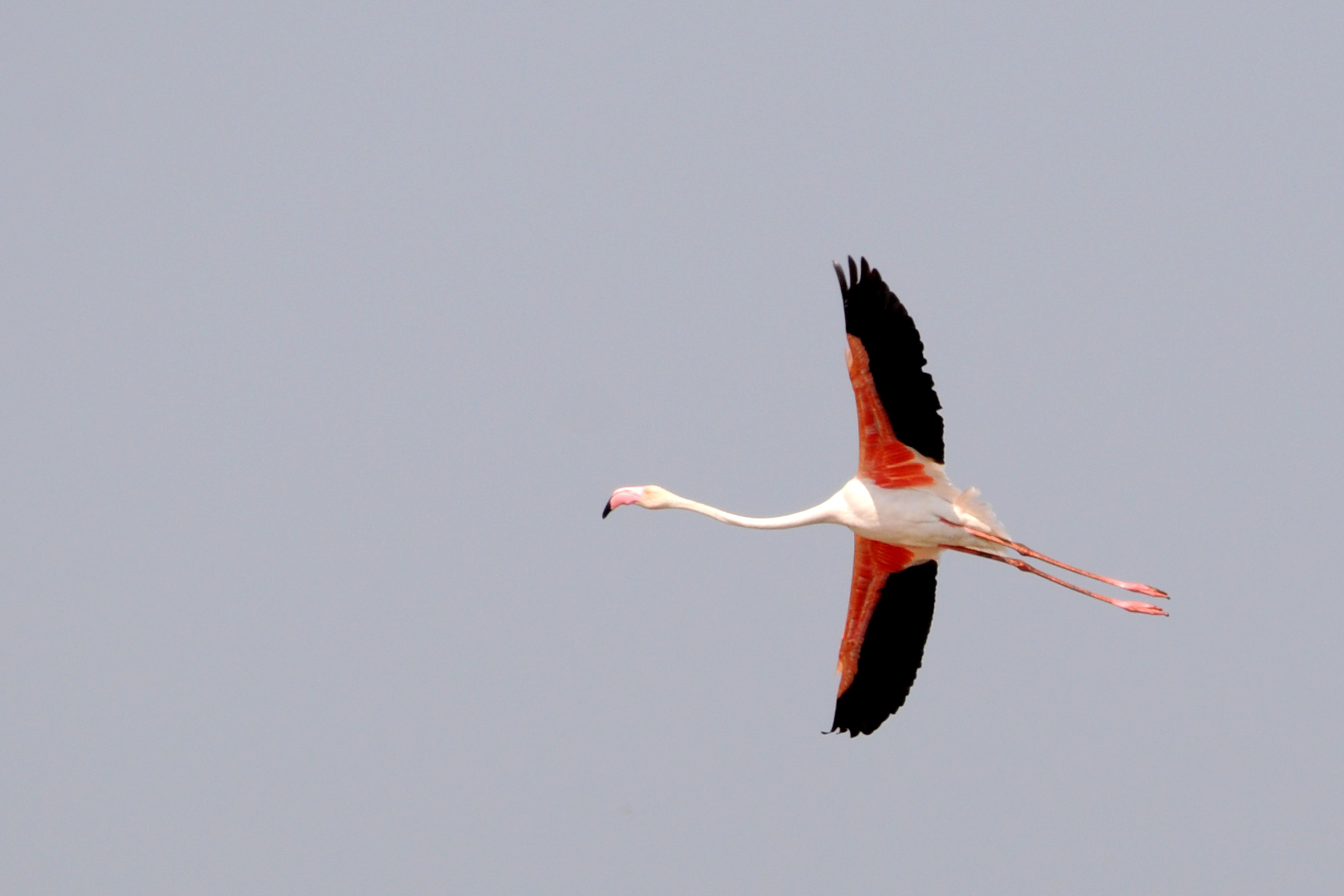 ಫ್ಲೆಮಿಂಗೋ