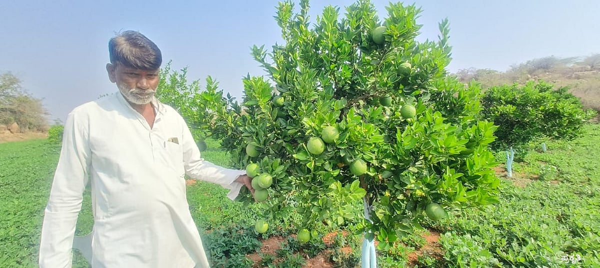 ಹೆಗಲ ಮೇಲೆ ನೀರು ಹೊತ್ತು ಗಿಡ ಬೆಳೆಸಿದ ಭಗೀರಥ: ಮೋಸಂಬಿ ಕೃಷಿಯಲ್ಲಿ ಯಶಸ್ಸು