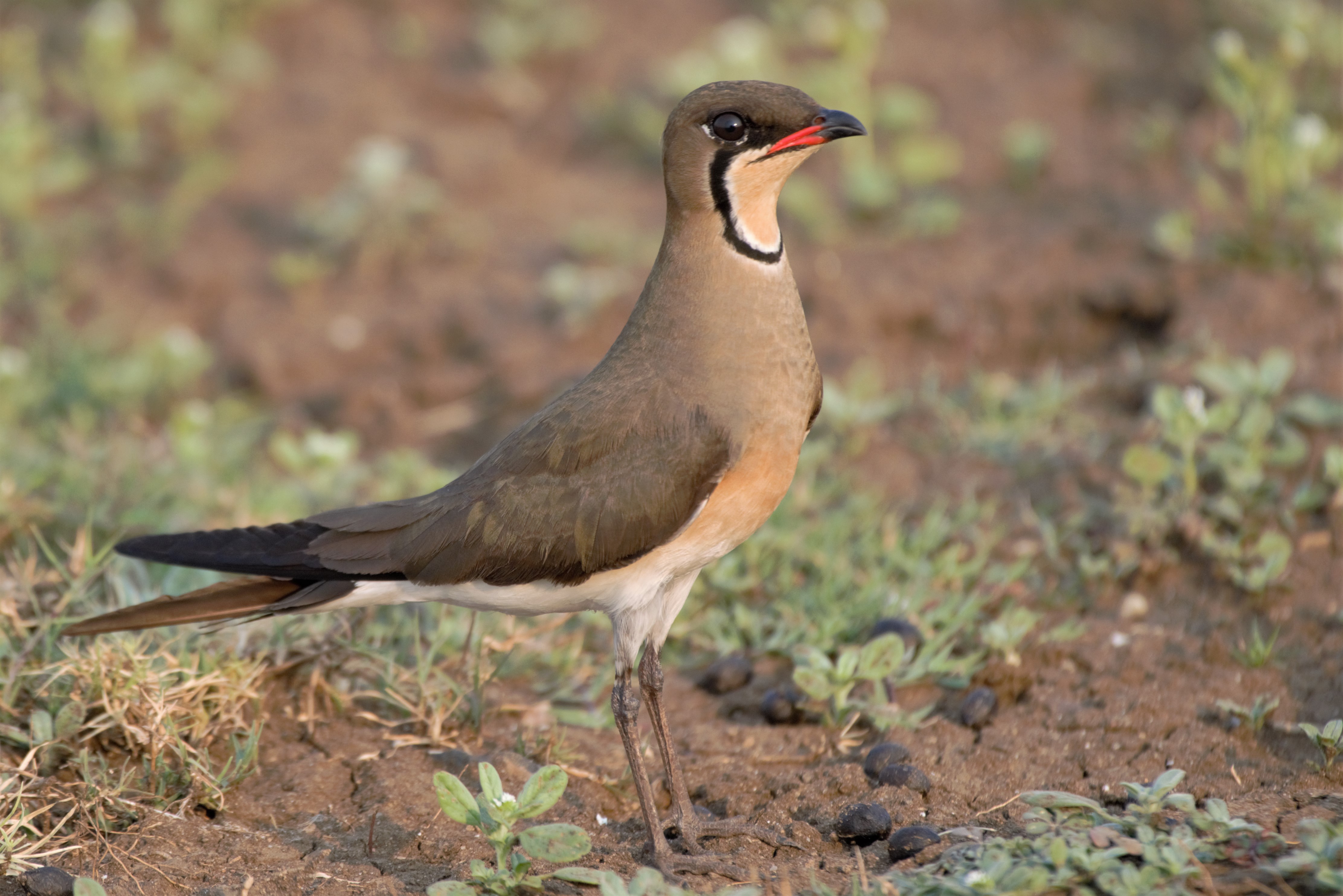 ಓರಿಯಂಟಲ್