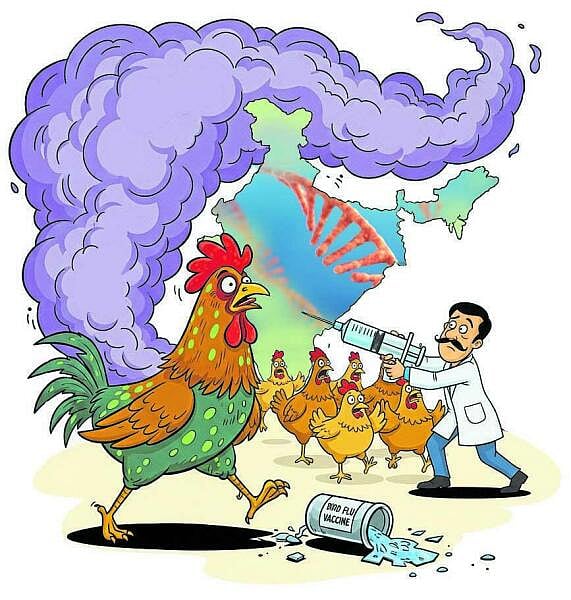 ಆಳ-ಅಗಲ: ಲಸಿಕೆಯ ಅಂಕೆಗೆ ಸಿಗದ ಹಕ್ಕಿಜ್ವರ