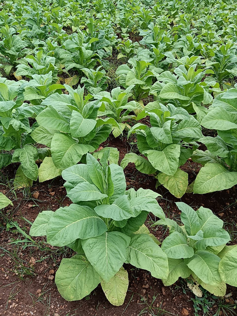 ಸುಂಕ ಮರುಪರಿಶೀಲನೆಗೆ ತಂಬಾಕು ಮಂಡಳಿ ಮನವಿ: ನಿರ್ಮಲಾ ಸೀತಾರಾಮನ್‌ಗೆ ಪತ್ರ