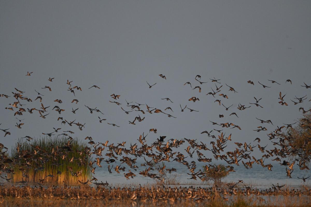 ಪಕ್ಷಿಗಳ ಸಮೂಹ