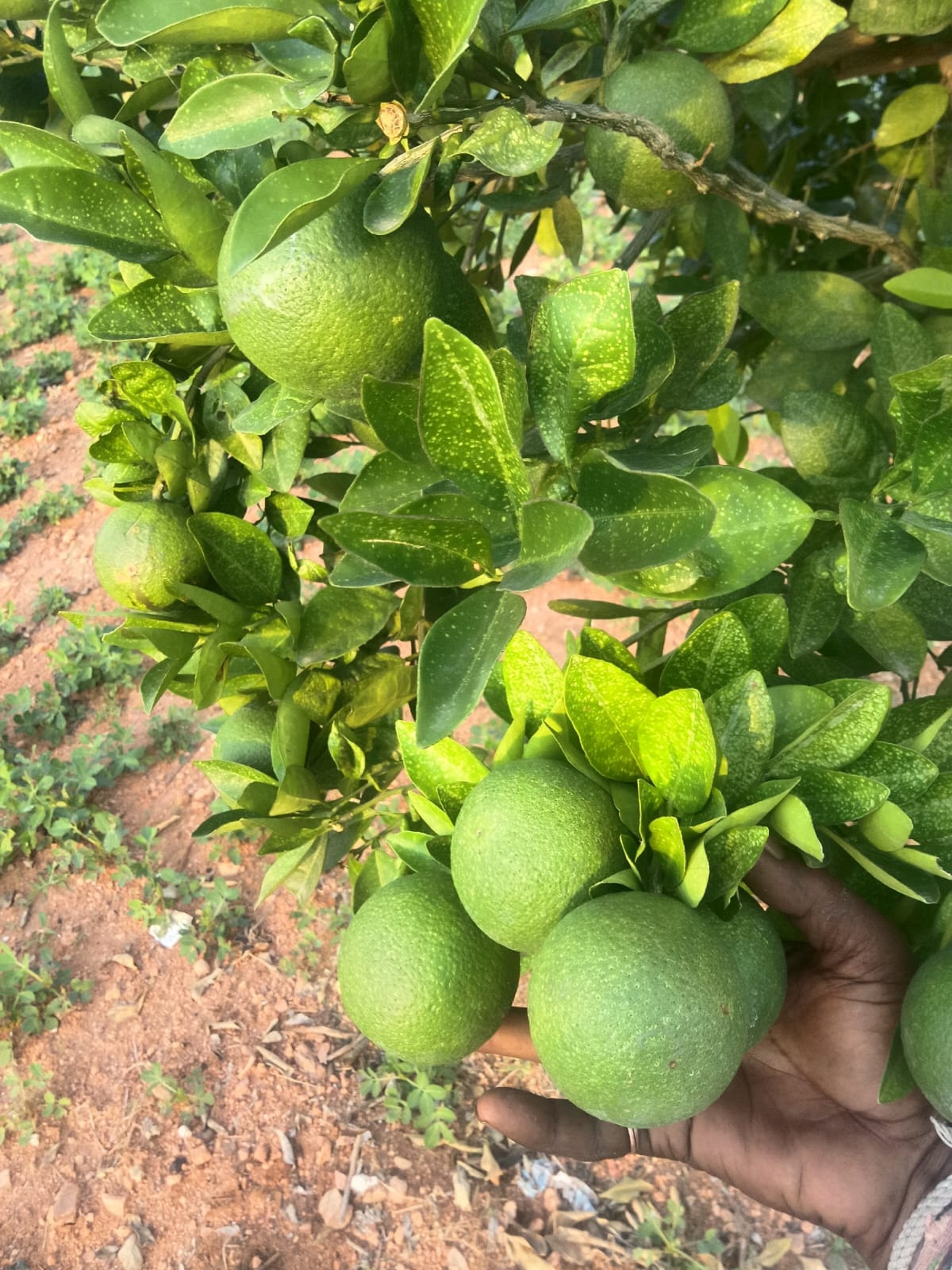 ಹುಲುಸಾಗಿ ಬೆಳೆದ ಮೋಸಂಬಿ