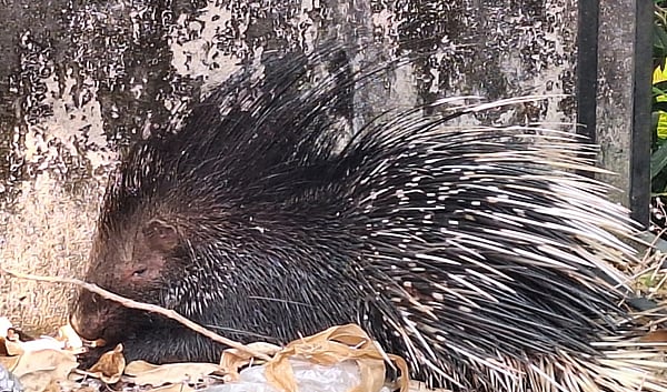 ದಕ್ಷಿಣ ಕನ್ನಡ: ಪುತ್ತೂರಲ್ಲಿ ಕಾಣಿಸಿಕೊಂಡ ಮುಳ್ಳು ಹಂದಿ 