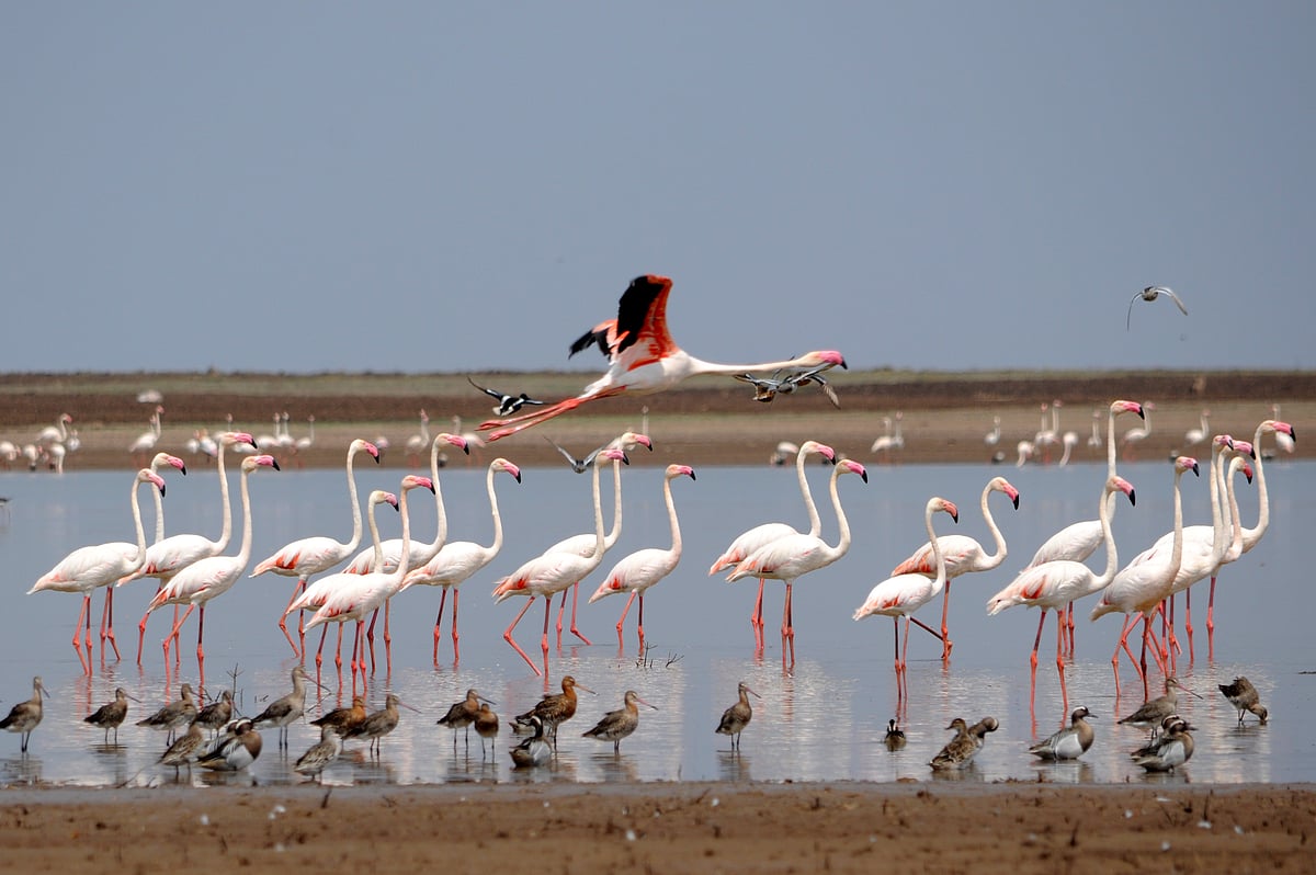 ಆಲಮಟ್ಟಿ ಹಿನ್ನೀರಿನಲ್ಲಿ ಪಕ್ಷಿಗಳ ಕಲರವ
