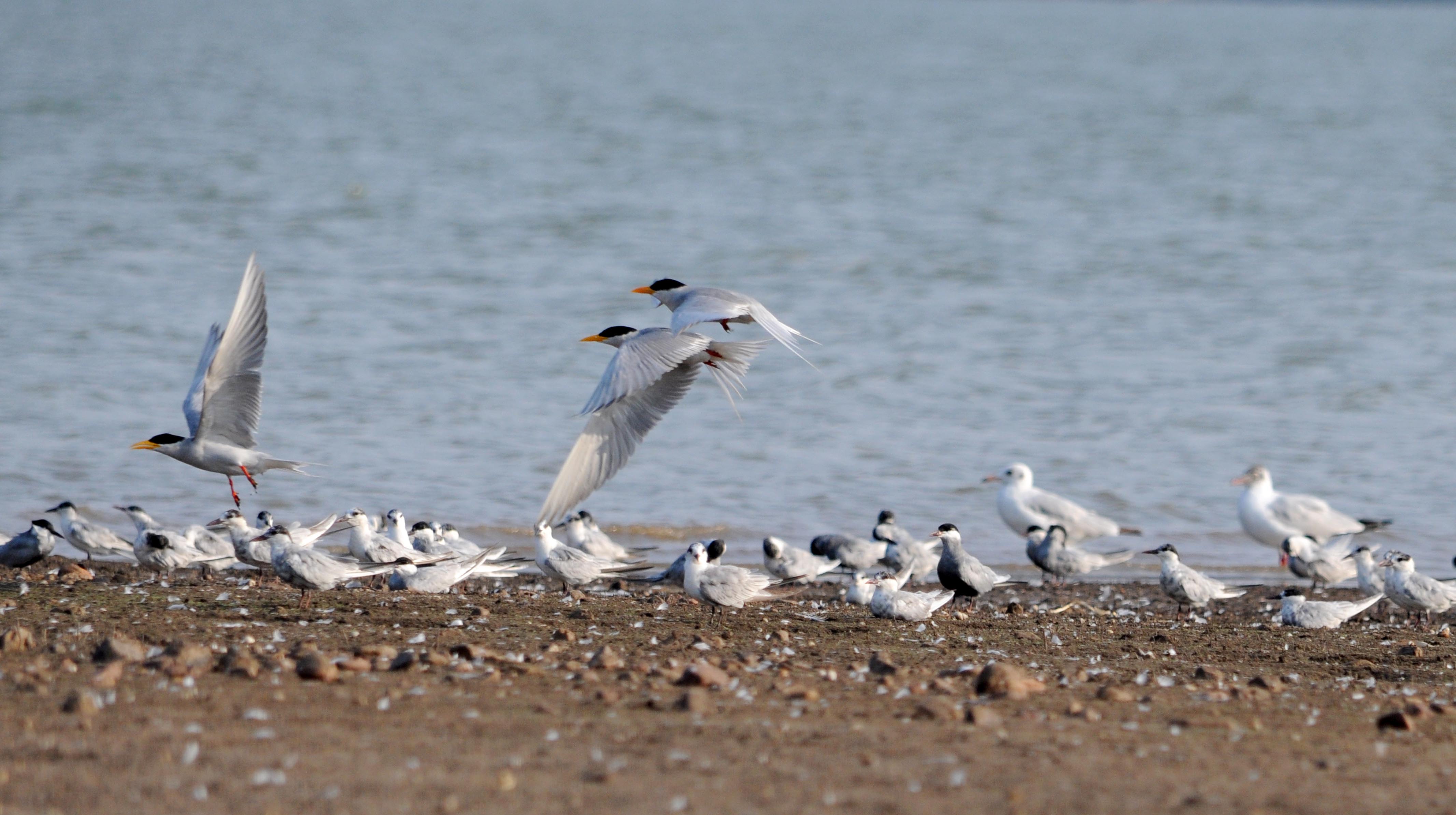 ಶೀಗಲ್‌ ಹಾಗೂ ರಿವರ್‌ ಟರ್ನ್