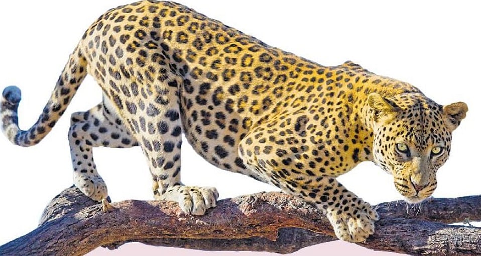 ಚಿರತೆ ದಾಳಿ; ಮಂಡ್ಯ ಜಿಲ್ಲೆಯಲ್ಲಿ10 ತಿಂಗಳಲ್ಲಿ 477 ಜಾನುವಾರು ಸಾವು