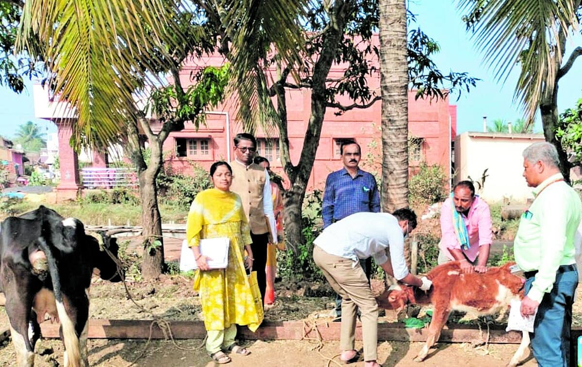 ಹುಬ್ಬಳ್ಳಿ: ಕಾಲುಬಾಯಿ ರೋಗ ಹತೋಟಿಗೆ