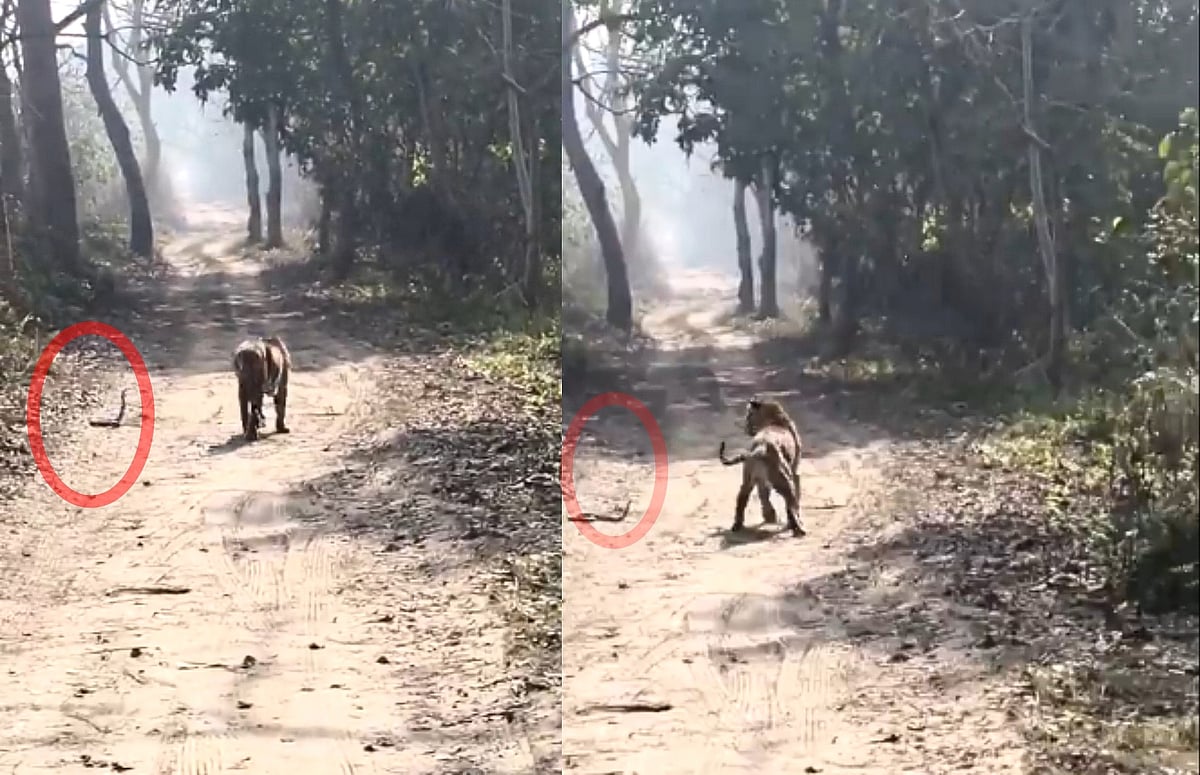 Viral Video : ನಾಗಪ್ಪನ ಹೆಡೆಗೆ ಹೆದರಿದ ಹುಲಿರಾಯ