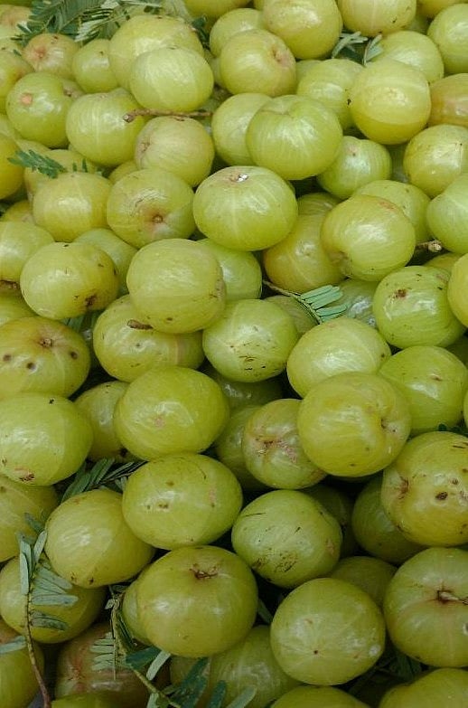  Health Tips : ನೆಲ್ಲಿಕಾಯಿಯಲ್ಲಿದೆ ಆರೋಗ್ಯದ ಗುಟ್ಟು