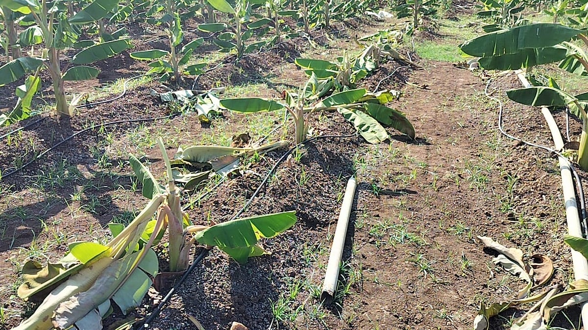 ಗೌರಿಬಿದನೂರು | ದುಷ್ಕರ್ಮಿಗಳಿಂದ ಬಾಳೆತೋಟ ನಾಶ