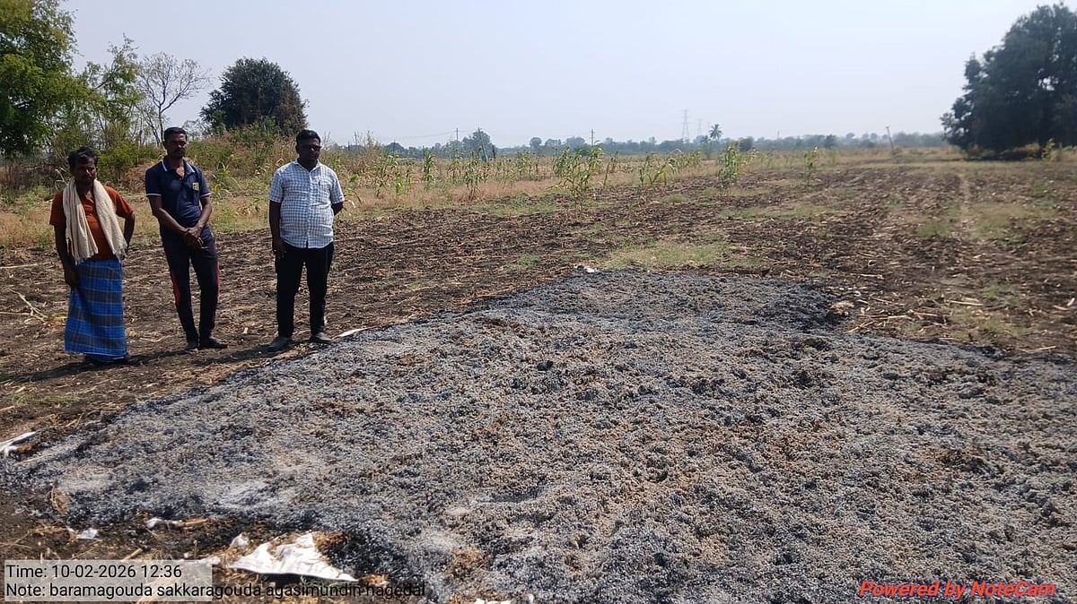 ‌ಹುನಗುಂದ: ಹೊಲದಲ್ಲೇ ಬೆಂಕಿಗೆ ಸುಟ್ಟು ಕರಕಲಾದ ಕಡಲೆ ಬೆಳೆ