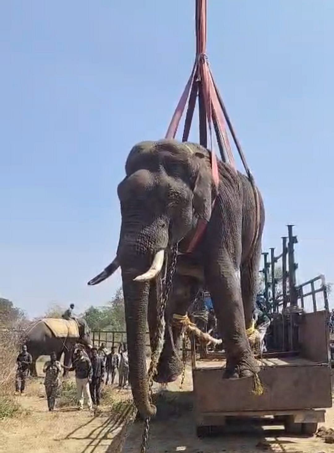 ಸರಗೂರು | ಗಂಡು ಆನೆ ಸೆರೆ: ರಾಮಪುರ ಸಾಕಾನೆ ಶಿಬಿರಕ್ಕೆ ರವಾನೆ